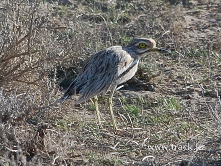 stone-curlew - Burhinus oedicnemus